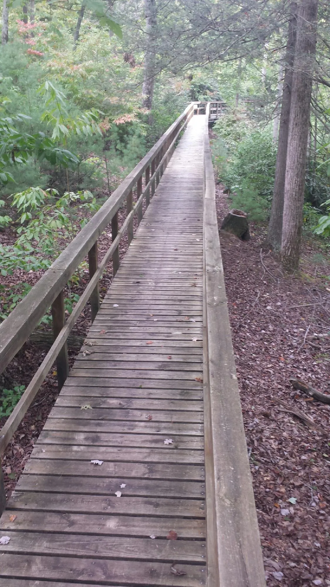 Long wood walkway with handrails built through the woods in Colmar